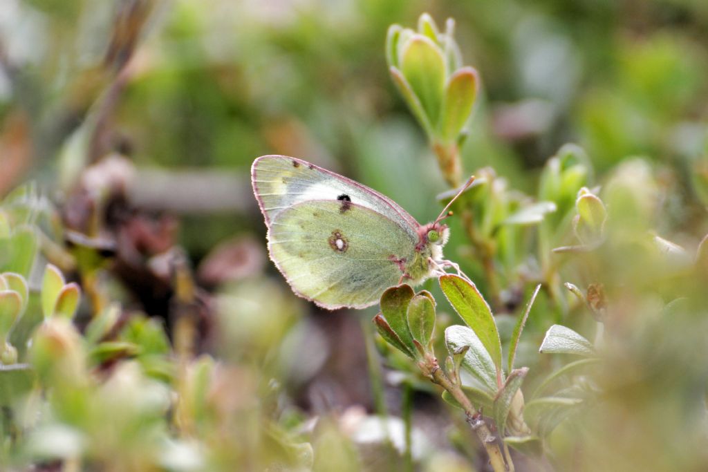 Colias alfacariensis? S